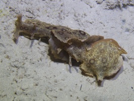 Spotted Sea Hare IMG 9384